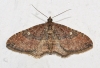 Orthonama (Nycterosea) obstipata (Fabricius, 1794)