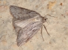 Pachycnemia hippocastanaria (Hbner, 1799)