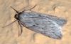 Pachycnemia hippocastanaria (Hbner, 1799)