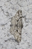 Peribatodes ilicaria (Geyer, 1833)