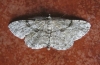 Peribatodes ilicaria (Geyer, 1833)