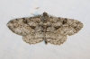 Peribatodes perversaria (Boisduval, 1840)