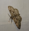 Peribatodes rhomboidaria (Denis & Schiffermller, 1775)