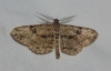 Peribatodes rhomboidaria (Denis & Schiffermller, 1775)