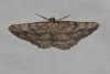 Peribatodes rhomboidaria (Denis & Schiffermller, 1775)