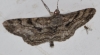 Peribatodes rhomboidaria (Denis & Schiffermller, 1775)