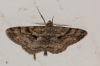 Peribatodes rhomboidaria (Denis & Schiffermller, 1775)