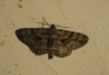 Peribatodes rhomboidaria (Denis & Schiffermller, 1775)