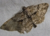Peribatodes rhomboidaria (Denis & Schiffermller, 1775)