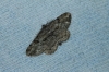 Peribatodes rhomboidaria (Denis & Schiffermller, 1775)