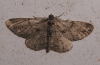 Peribatodes rhomboidaria (Denis & Schiffermller, 1775)