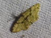 Peribatodes rhomboidaria (Denis & Schiffermller, 1775)