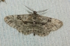 Peribatodes rhomboidaria (Denis & Schiffermller, 1775)