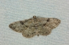 Peribatodes rhomboidaria (Denis & Schiffermller, 1775)