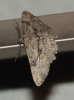 Peribatodes rhomboidaria (Denis & Schiffermller, 1775)