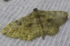 Peribatodes rhomboidaria (Denis & Schiffermller, 1775)