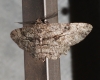 Peribatodes rhomboidaria (Denis & Schiffermller, 1775)