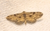 Peribatodes rhomboidaria (Denis & Schiffermller, 1775)