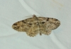 Peribatodes rhomboidaria (Denis & Schiffermller, 1775)