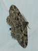 Peribatodes rhomboidaria (Denis & Schiffermller, 1775)