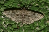 Peribatodes rhomboidaria (Denis & Schiffermller, 1775)