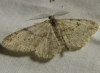 Peribatodes sp. Peribatodes sp.