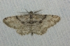 Peribatodes sp. Peribatodes sp.