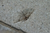 Peribatodes sp. Peribatodes sp.
