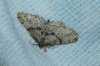 Peribatodes sp. Peribatodes sp.