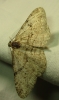 Peribatodes sp. Peribatodes sp.