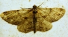 Peribatodes sp. Peribatodes sp.