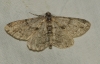 Peribatodes sp.