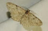 Peribatodes sp. Peribatodes sp.