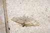 Peribatodes sp. Peribatodes sp.