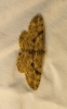 Peribatodes rhomboidaria (Denis & Schiffermller, 1775)