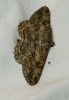 Peribatodes rhomboidaria (Denis & Schiffermller, 1775)