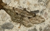 Peribatodes rhomboidaria (Denis & Schiffermller, 1775)