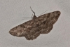 Peribatodes rhomboidaria (Denis & Schiffermller, 1775)