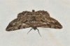 Peribatodes rhomboidaria (Denis & Schiffermller, 1775)