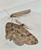 Peribatodes rhomboidaria (Denis & Schiffermller, 1775)