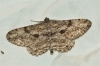 Peribatodes rhomboidaria (Denis & Schiffermller, 1775)