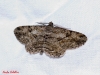 Peribatodes rhomboidaria (Denis & Schiffermller, 1775)