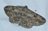 Peribatodes rhomboidaria (Denis & Schiffermller, 1775)