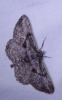 Peribatodes rhomboidaria (Denis & Schiffermller, 1775)