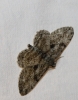 Peribatodes rhomboidaria (Denis & Schiffermller, 1775)