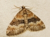 Perizoma bifaciata (Haworth, 1809)