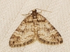 Perizoma flavosparsata (Wagner, 1926)