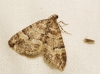 Perizoma flavosparsata (Wagner, 1926)
