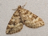 Perizoma flavosparsata (Wagner, 1926)
