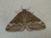 Perizoma hydrata (Treitschke, 1829)